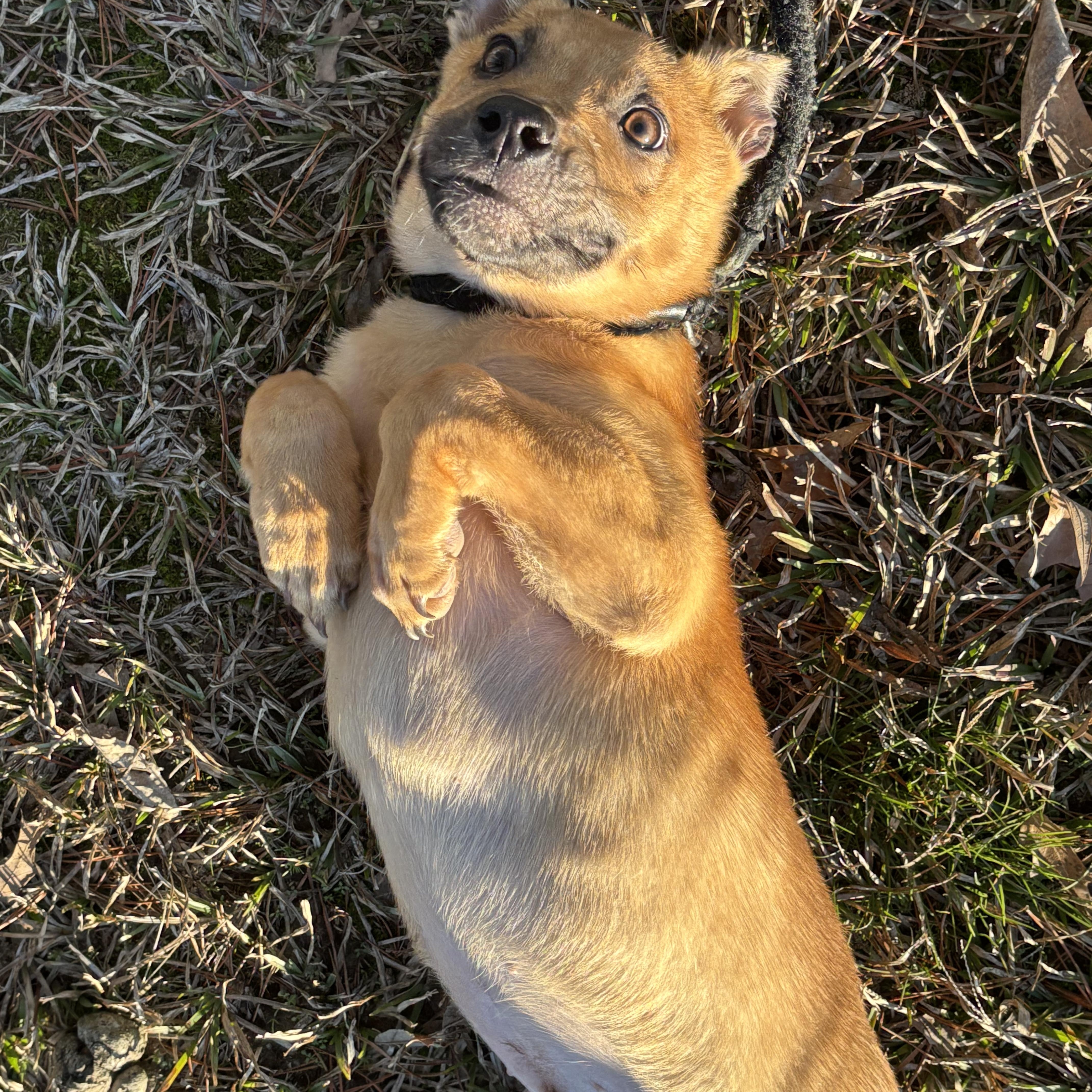 Enlarge Rocco, an adoptable mixed breed in Collierville, TN image 2/3