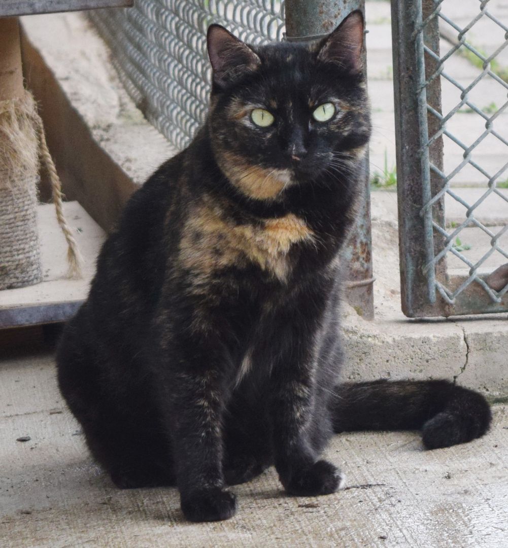 Brandy, a Adoptable mixed breed in Bulverde, TX image 1/13