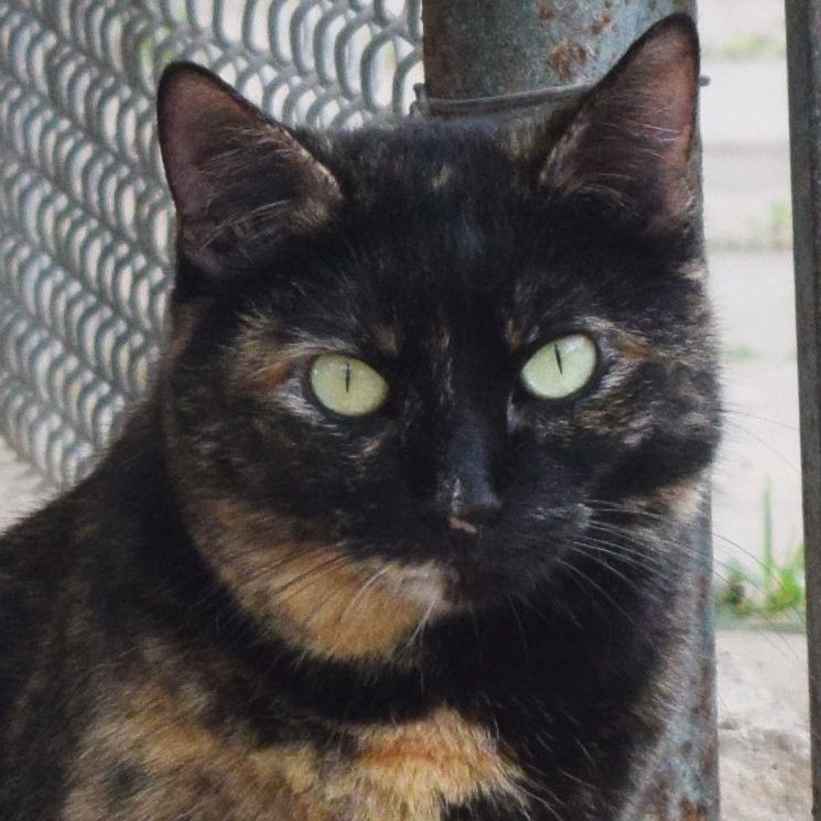 Brandy, a Adoptable mixed breed in Bulverde, TX image 2/13