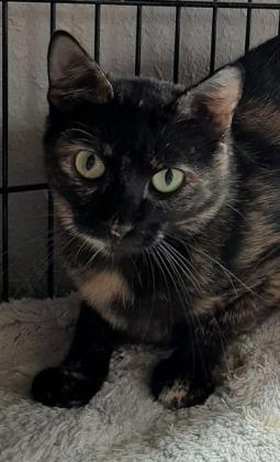 Brandy, a Adoptable mixed breed in Bulverde, TX image 3/13