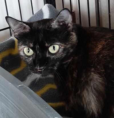 Brandy, a Adoptable mixed breed in Bulverde, TX image 4/13