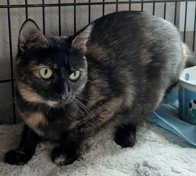 Brandy, a Adoptable mixed breed in Bulverde, TX image 5/13