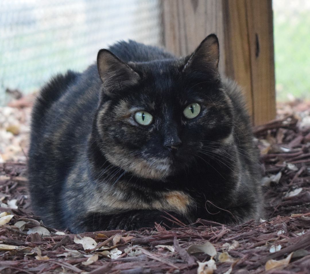 Brandy, a Adoptable mixed breed in Bulverde, TX image 6/13