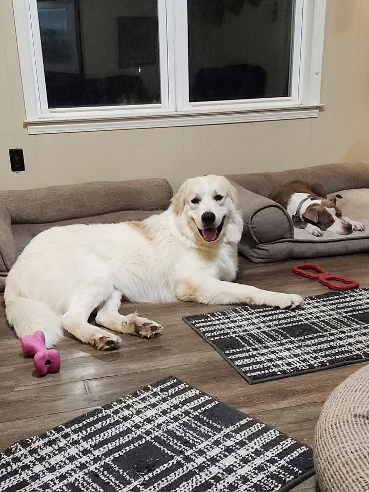 Enlarge Smokey Marshmellow, a Adoptable Great Pyrenees in Bartlett, TN image 4/6