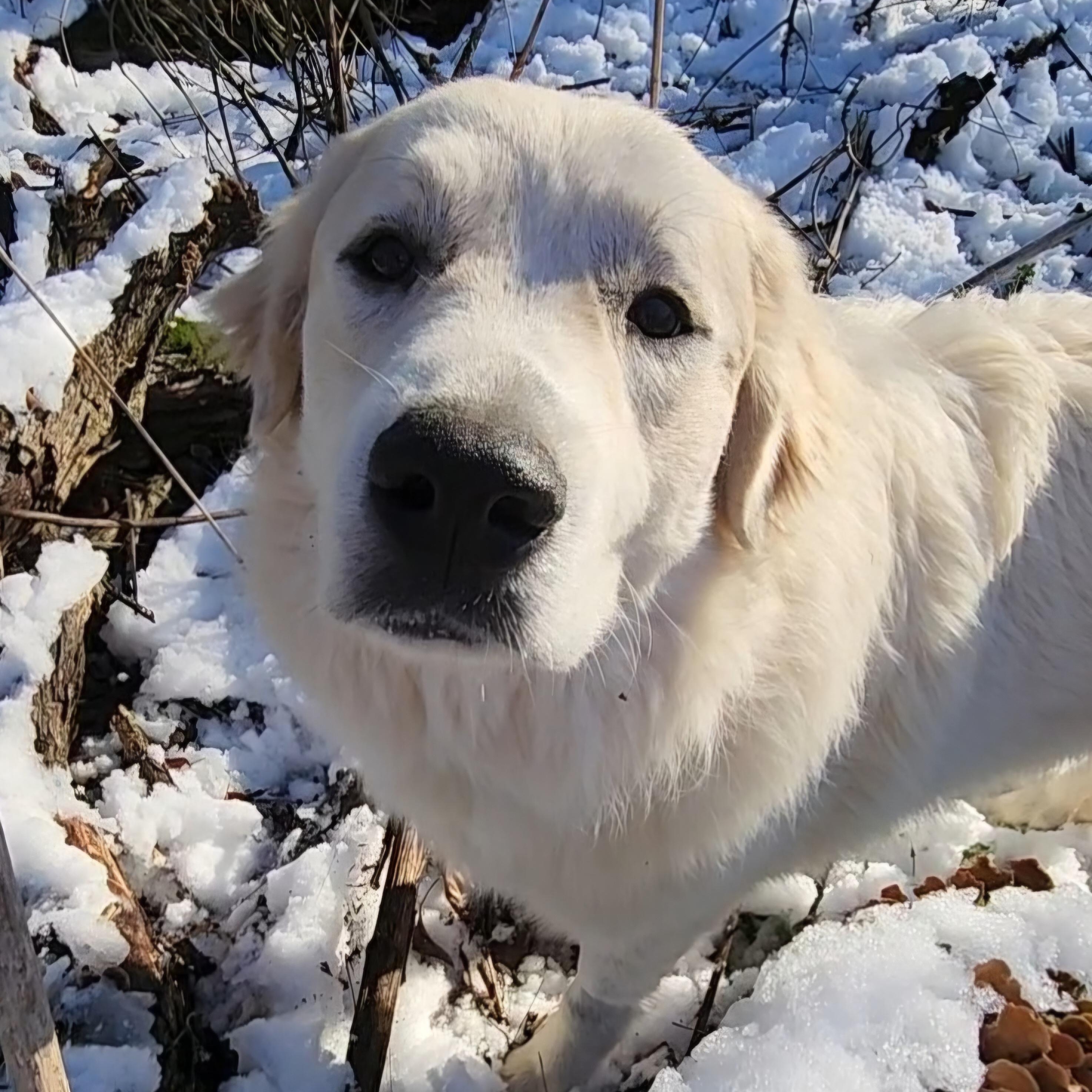 Enlarge Smokey Marshmellow, a Adoptable Great Pyrenees in Bartlett, TN image 2/6