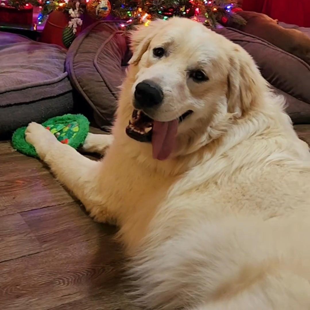 Smokey Marshmellow, Adoptable, Young Male Great Pyrenees.
