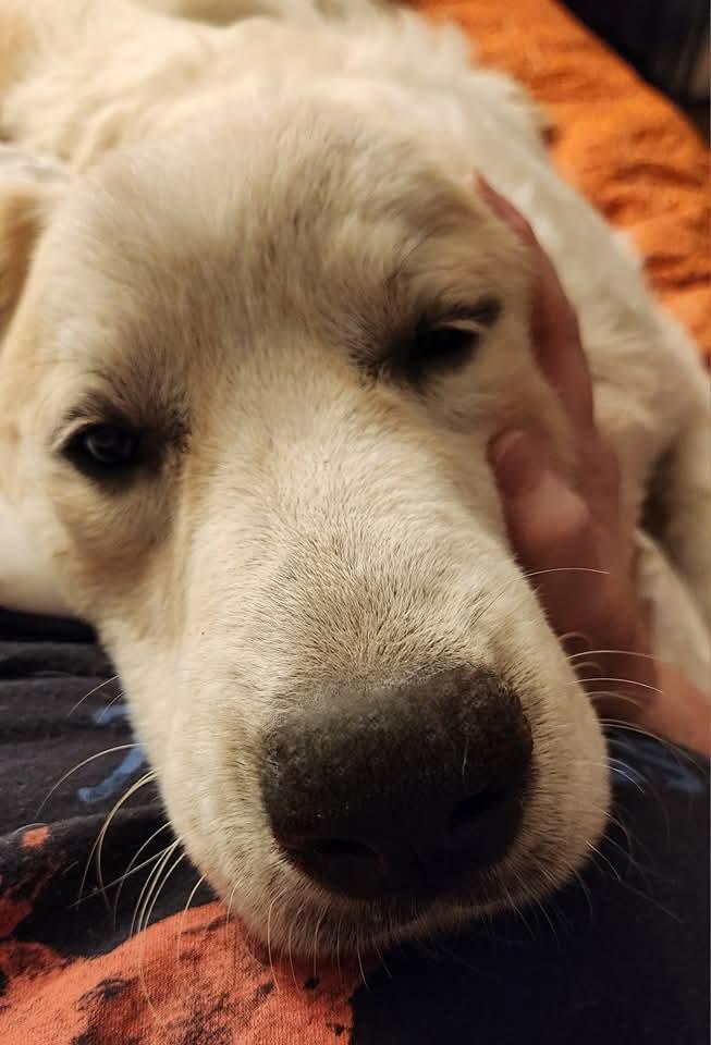 Enlarge Smokey Marshmellow, a Adoptable Great Pyrenees in Bartlett, TN image 3/6