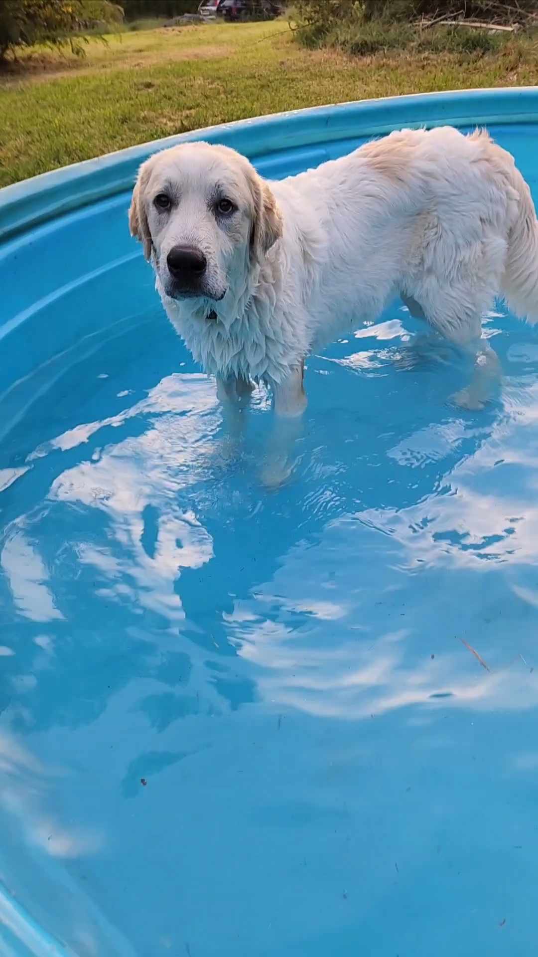 Enlarge Smokey Marshmellow, a Adoptable Great Pyrenees in Bartlett, TN image 6/6