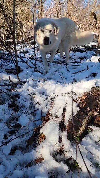 Enlarge Smokey Marshmellow, a Adoptable Great Pyrenees in Bartlett, TN video 5/6