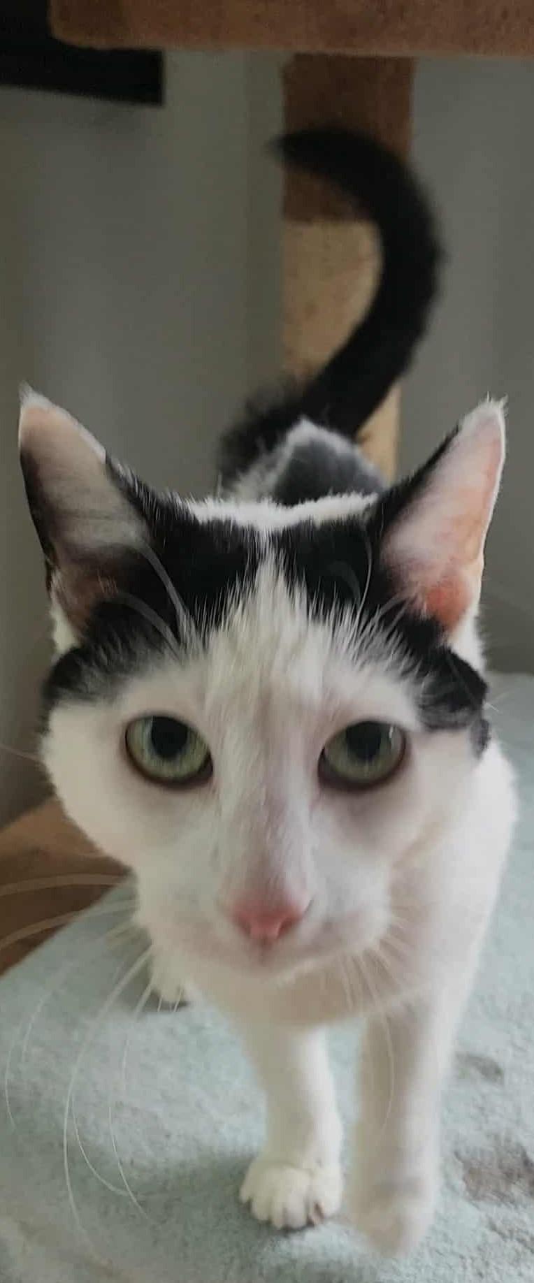 Enlarge Skye, a ADOPTABLE Domestic Short Hair in Chicago, IL image 4/4