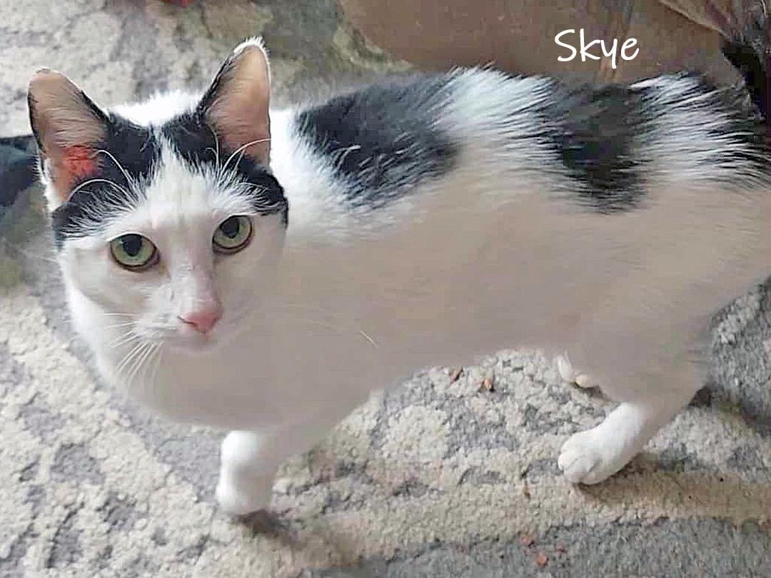 Enlarge Skye, a ADOPTABLE Domestic Short Hair in Chicago, IL image 1/4
