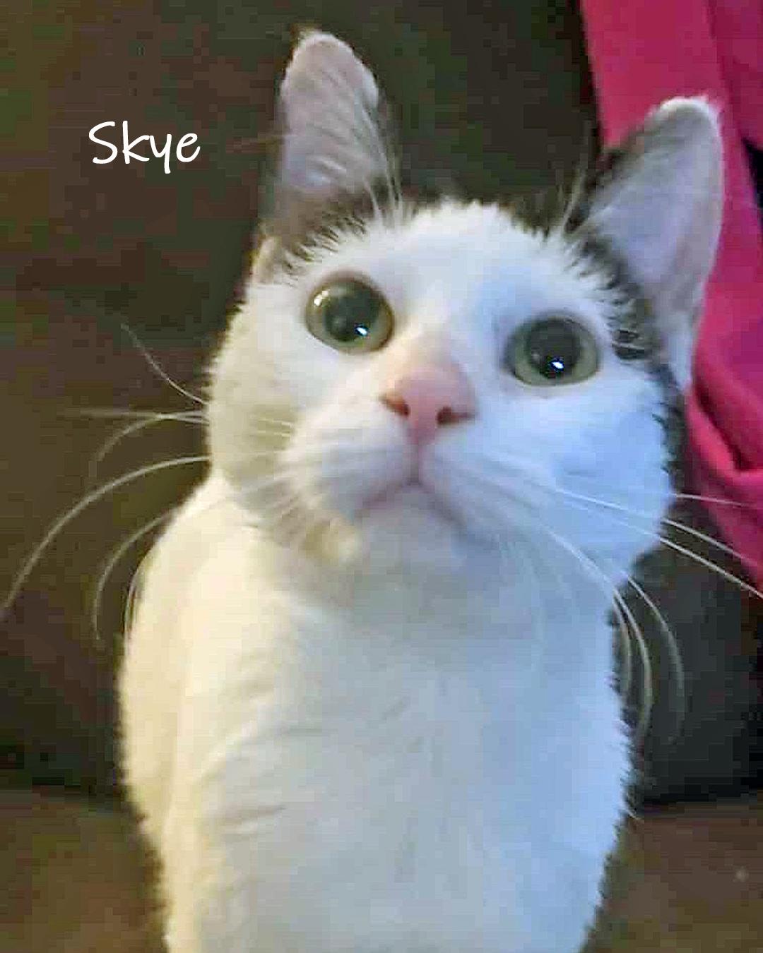 Enlarge Skye, a ADOPTABLE Domestic Short Hair in Chicago, IL image 3/4