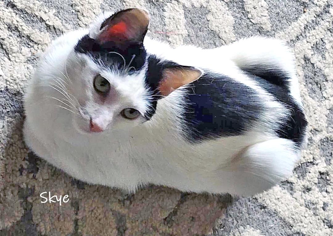 Enlarge Skye, a ADOPTABLE Domestic Short Hair in Chicago, IL image 2/4