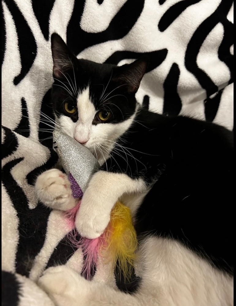 Pablo-(Courtesy Listing), an adopted Domestic Short Hair in Midland, MI_image-1