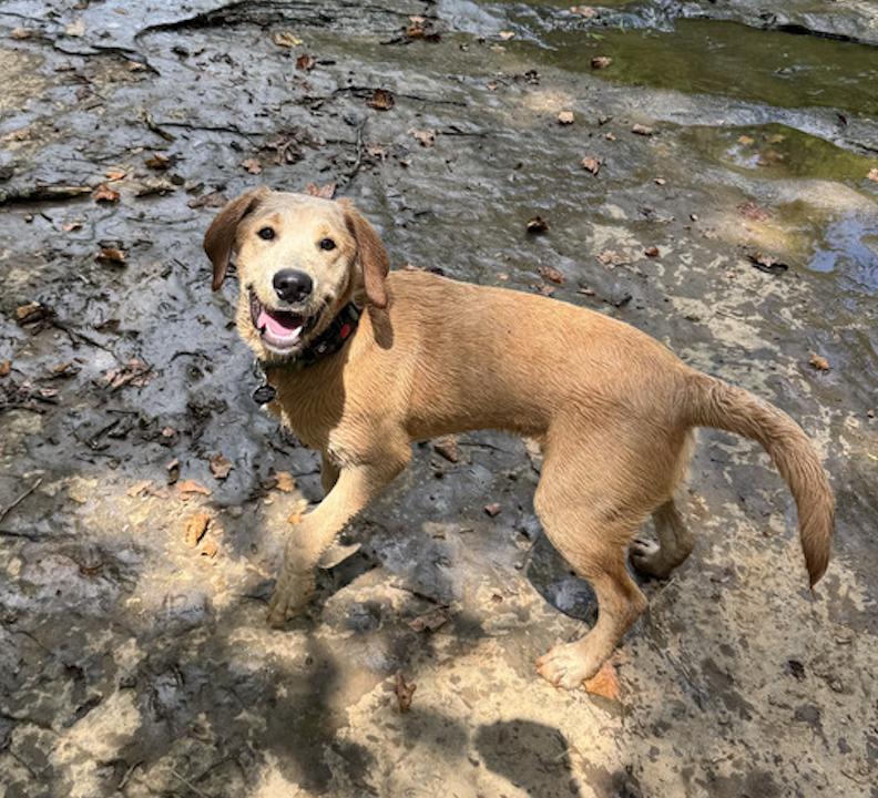 Enlarge Auggie, a Adoptable mixed breed in Franklin, TN image 1/4