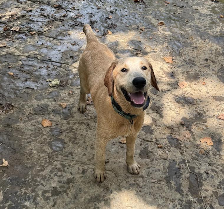 Enlarge Auggie, a Adoptable mixed breed in Franklin, TN image 3/4