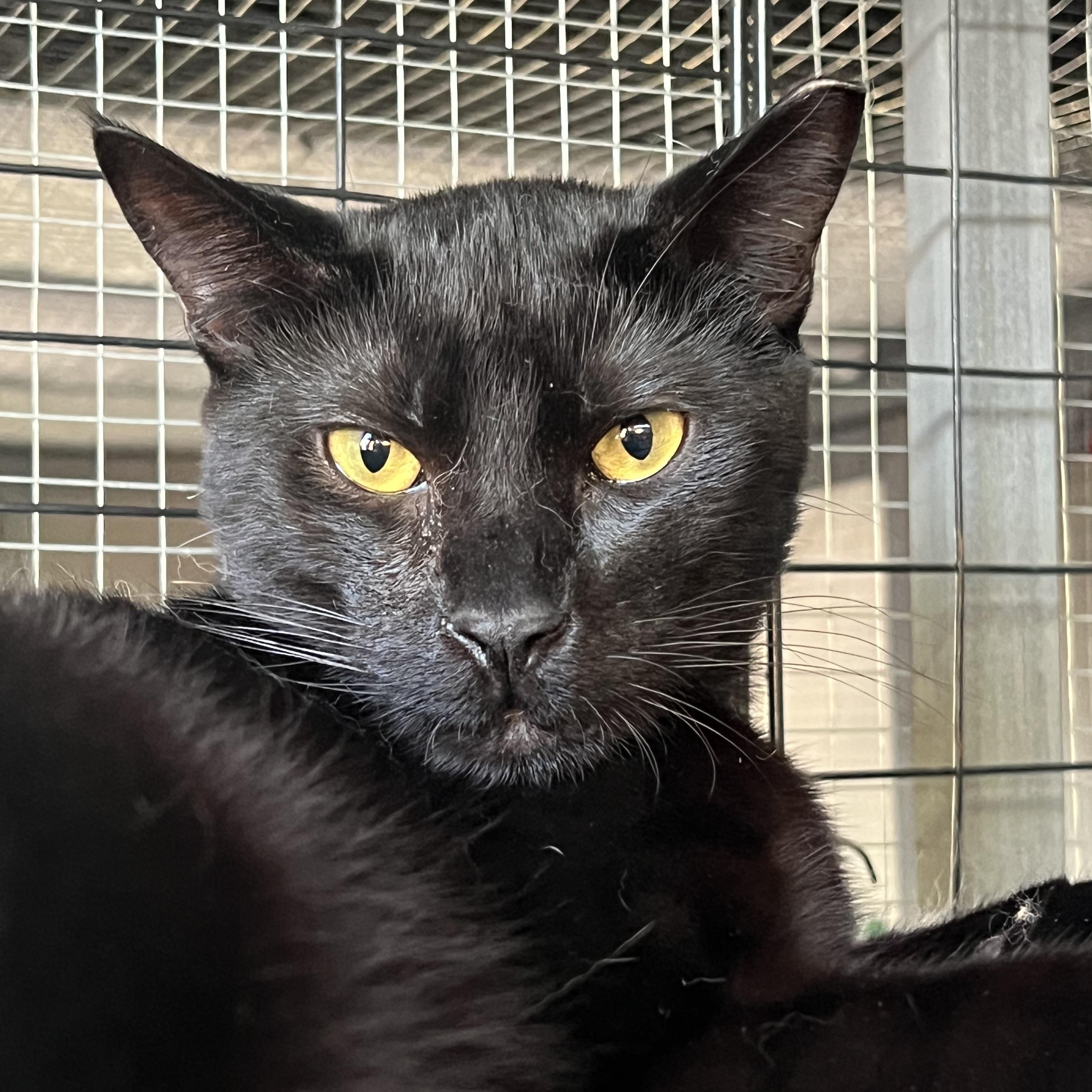 Panther, Adoptable, Young Male Domestic Short Hair.