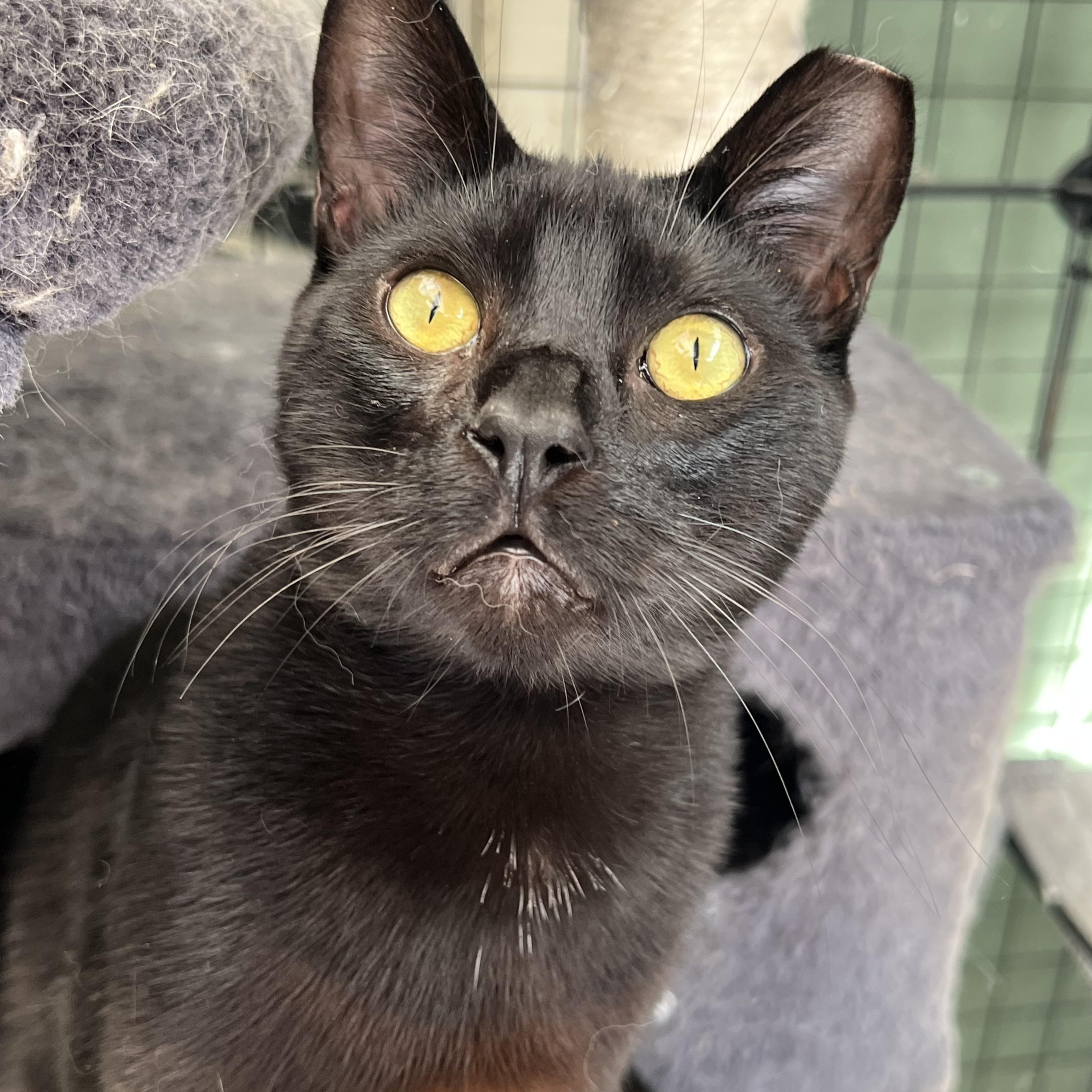 Panther, a Adoptable Domestic Short Hair in San Jose, CA image 4/6