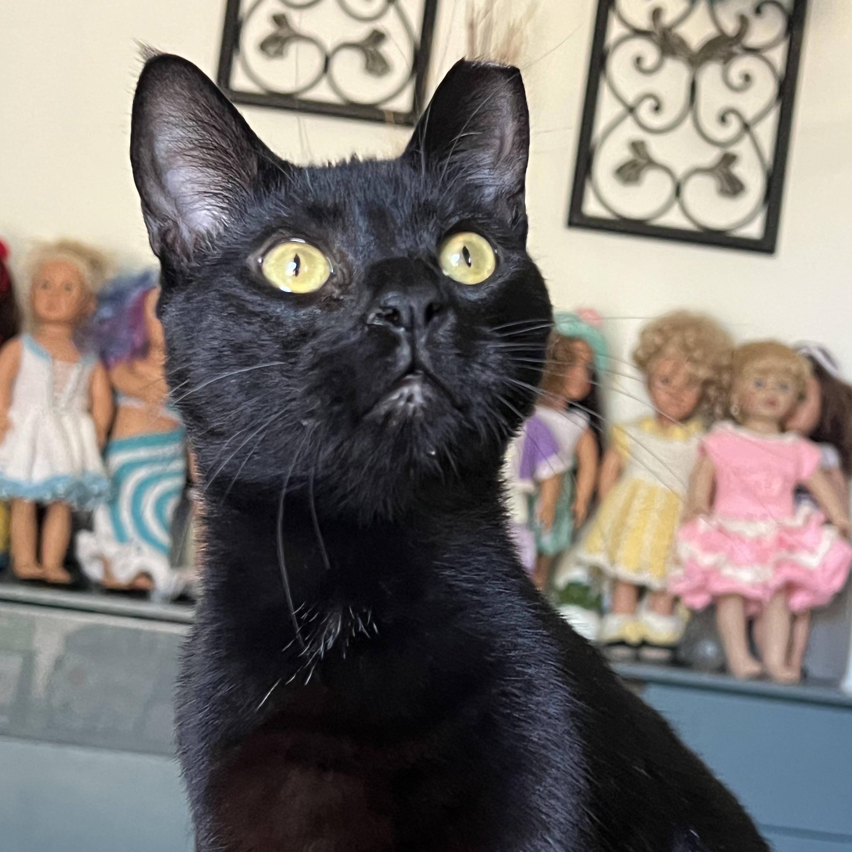 Panther, a Adoptable Domestic Short Hair in San Jose, CA image 1/6