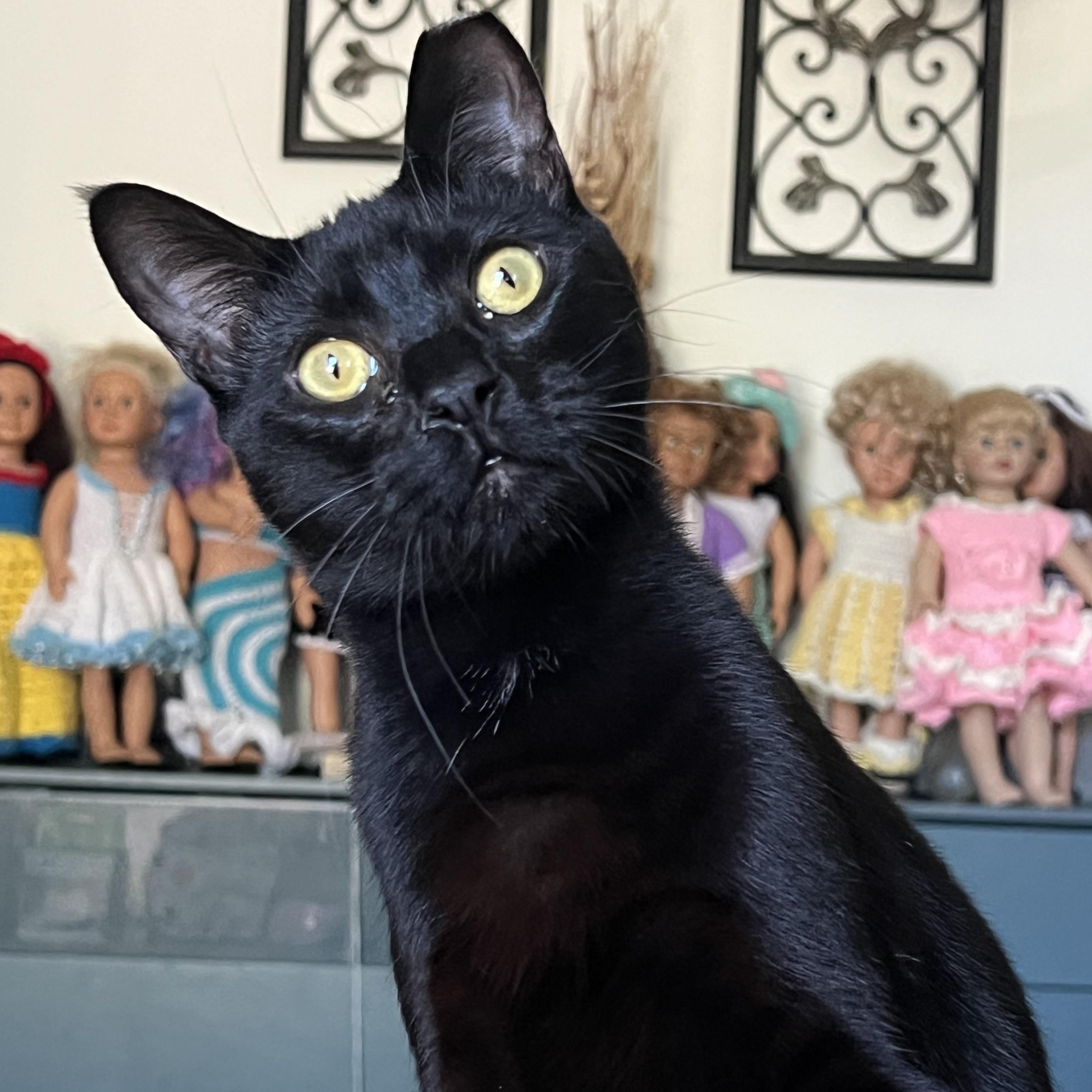 Panther, a Adoptable Domestic Short Hair in San Jose, CA image 6/6