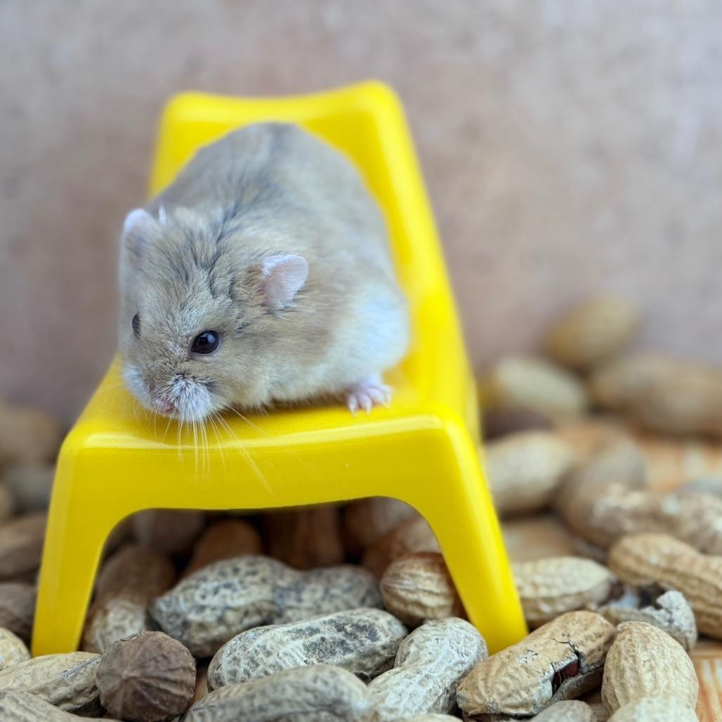 Enlarge Peppermint Patty, a Adoptable Dwarf Hamster in Camarillo, CA image 1/1
