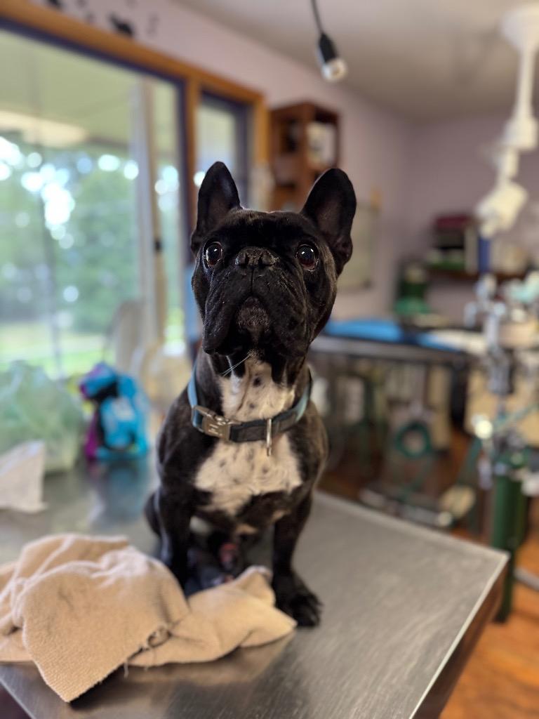 Leo - LOCAL, Adoptable, Adult Male French Bulldog.