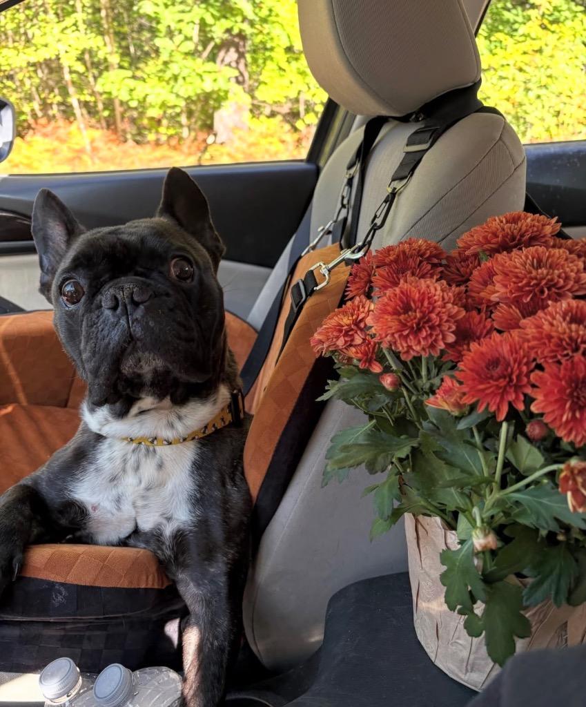 Enlarge Leo - LOCAL, a Adoptable French Bulldog in Princeton, MA image 2/6