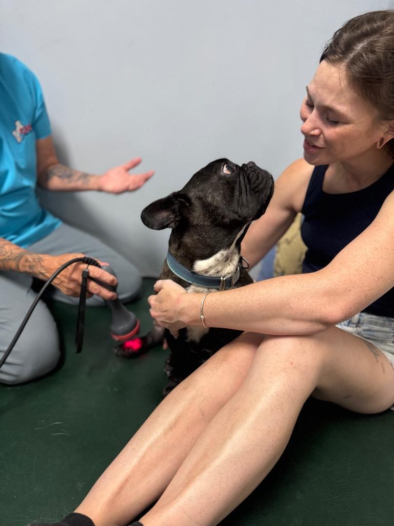 Enlarge Leo - LOCAL, a Adoptable French Bulldog in Princeton, MA image 2/5