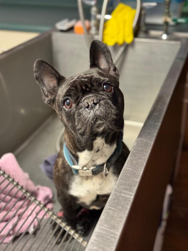 Enlarge Leo - LOCAL, a Adoptable French Bulldog in Princeton, MA image 3/5
