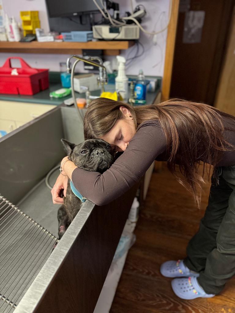 Enlarge Leo - LOCAL, a Adoptable French Bulldog in Princeton, MA image 4/5