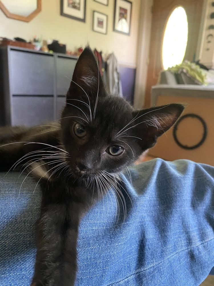 Monster, Adoptable, Kitten Male Domestic Short Hair.