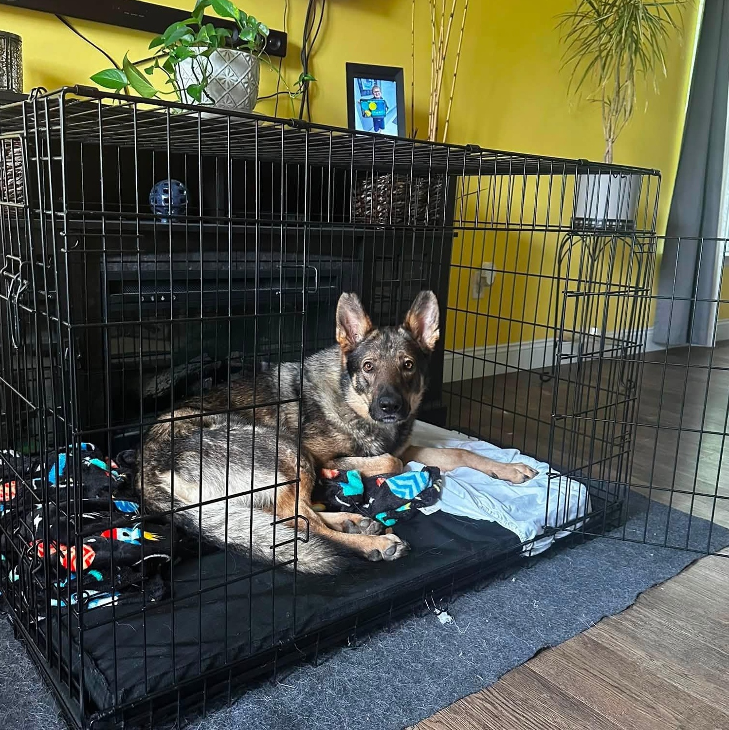 Enlarge Dante, a Adoptable German Shepherd Dog in Chesterfield, MO image 3/6