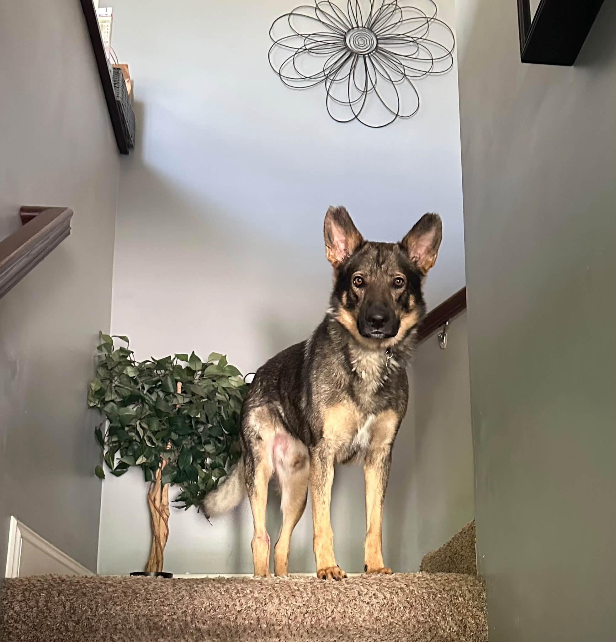 Enlarge Dante, a Adoptable German Shepherd Dog in Chesterfield, MO image 2/6