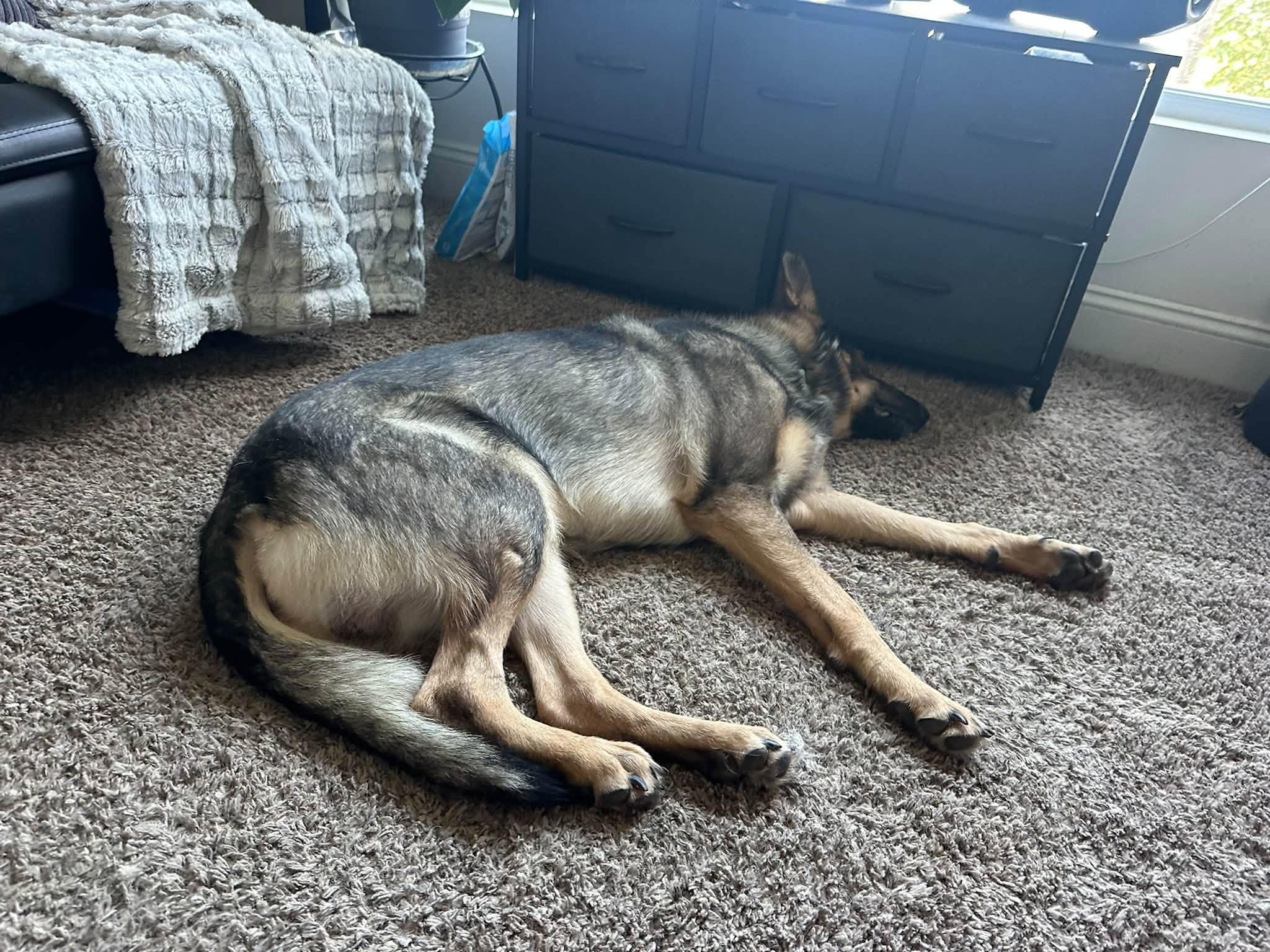 Enlarge Dante, a Adoptable German Shepherd Dog in Chesterfield, MO image 5/6