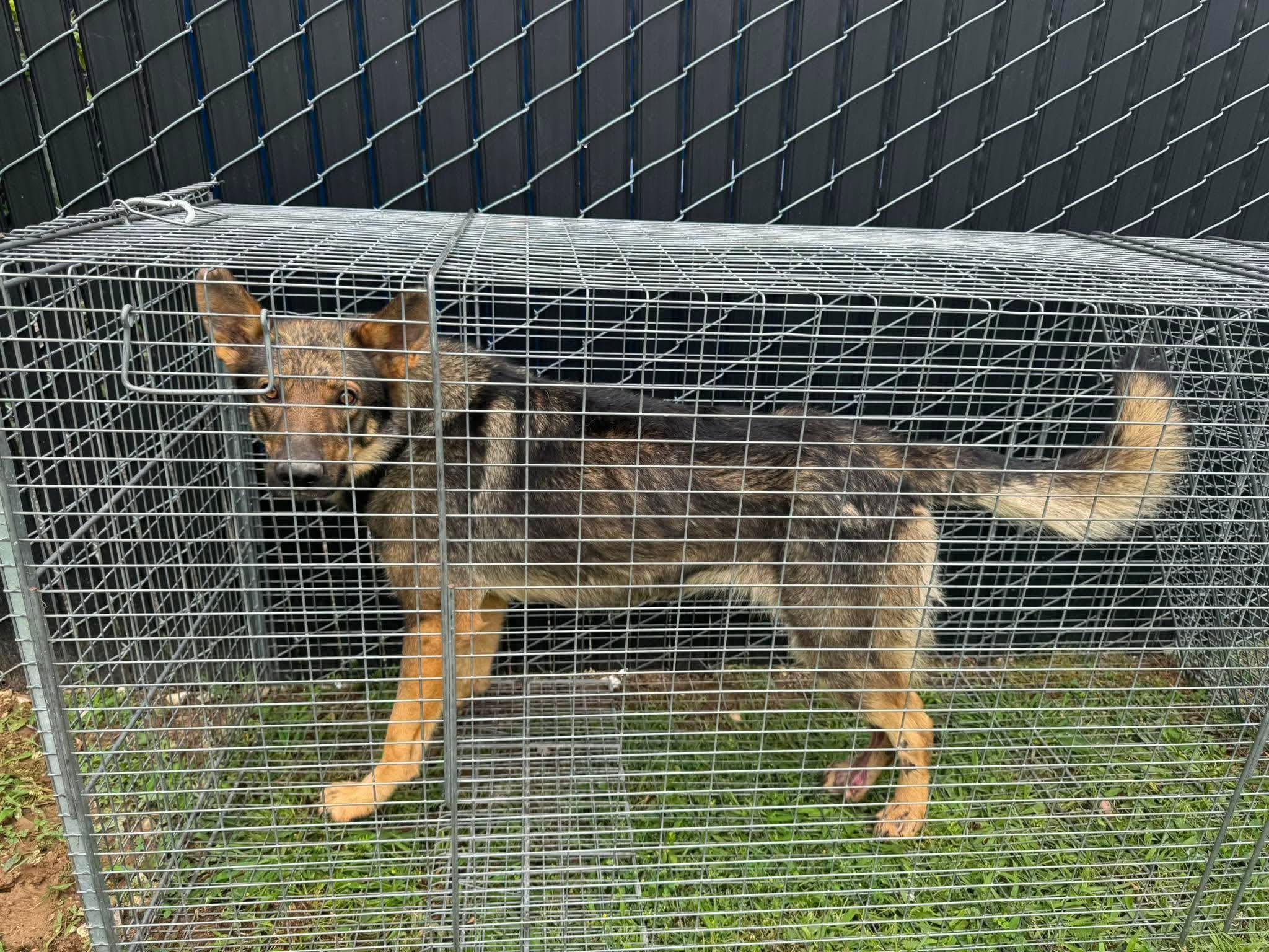 Enlarge Dante, a Adoptable German Shepherd Dog in Chesterfield, MO image 6/6