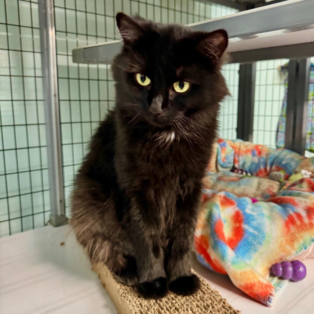 Raven, Adoptable, Adult Female Domestic Medium Hair.