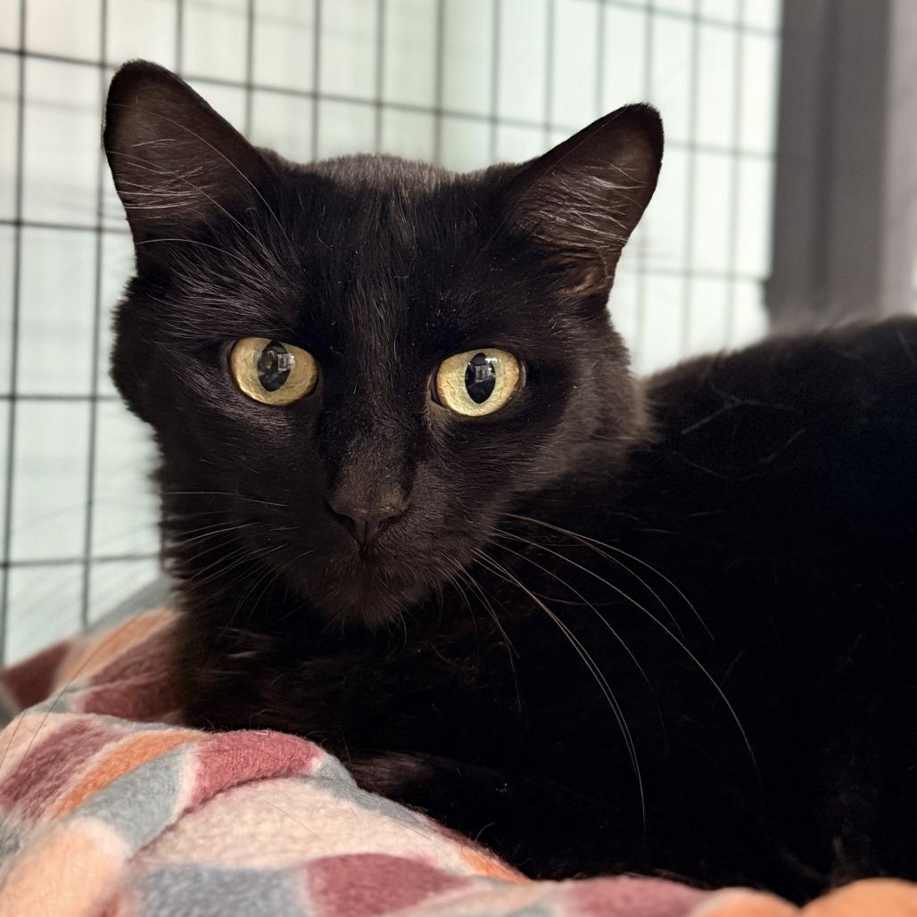 Enlarge Raven, a Adoptable Domestic Medium Hair in Redwood Valley, CA image 2/4