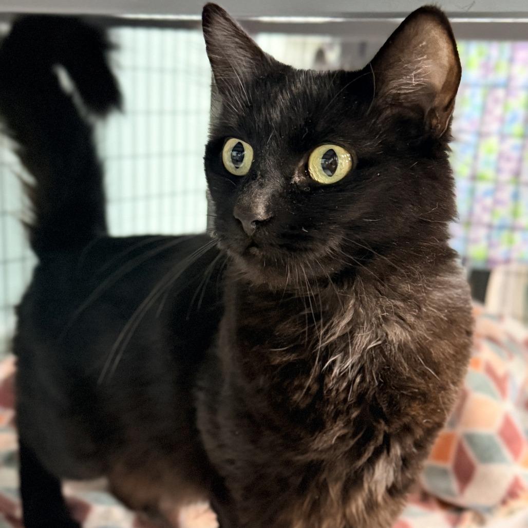 Enlarge Raven, a Adoptable Domestic Medium Hair in Redwood Valley, CA image 3/4