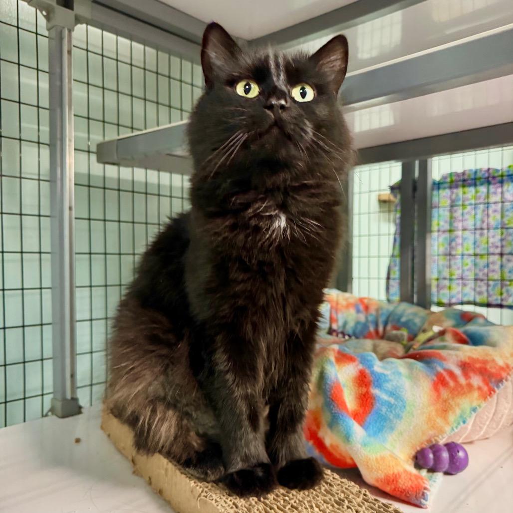 Raven, a Adoptable Domestic Medium Hair in Redwood Valley, CA image 5/6