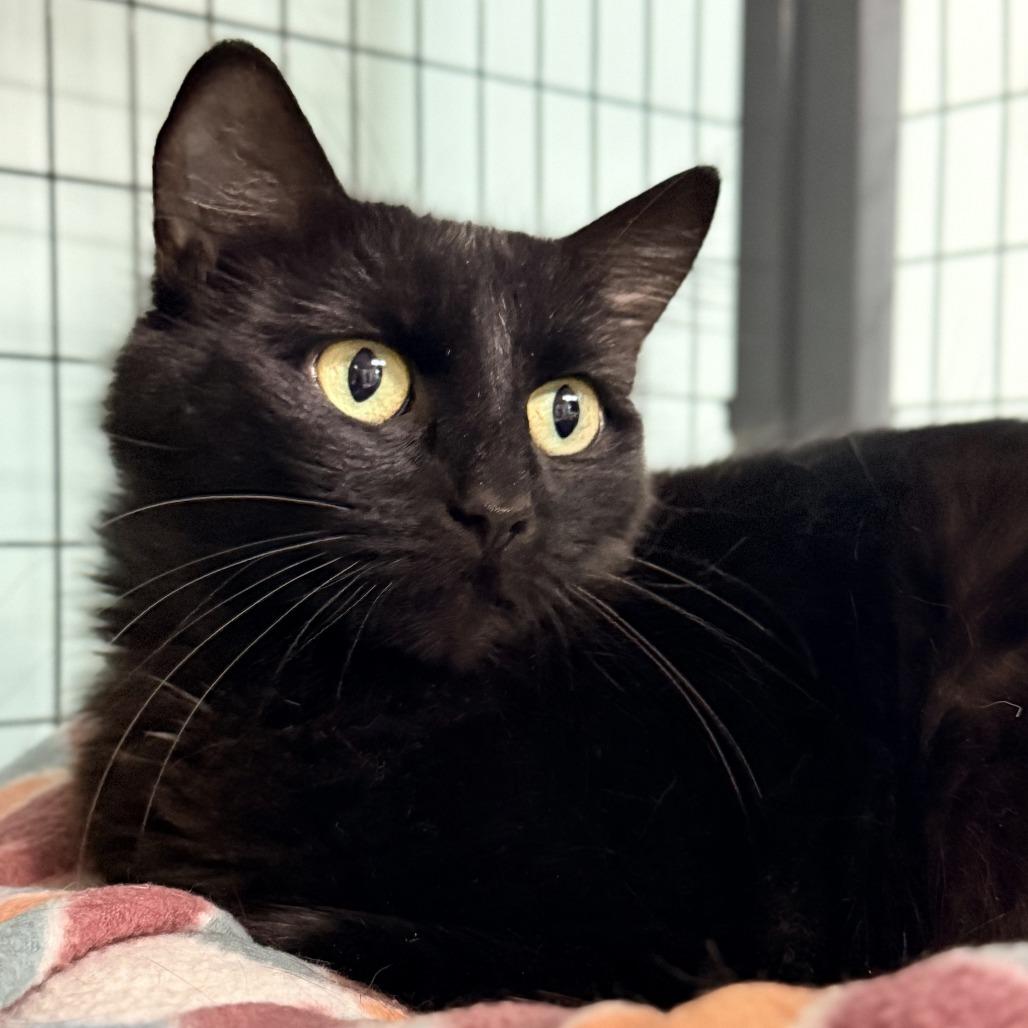 Enlarge Raven, a Adoptable Domestic Medium Hair in Redwood Valley, CA image 4/4