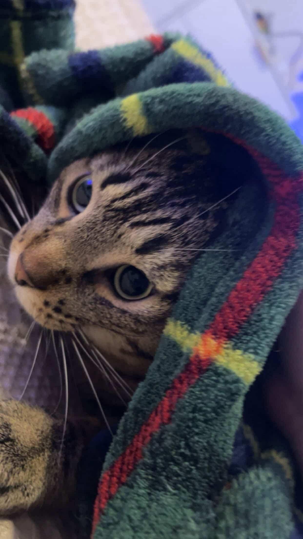 Enlarge BOWIE, an adopted Tabby in Shakespeare, ON image 6/6