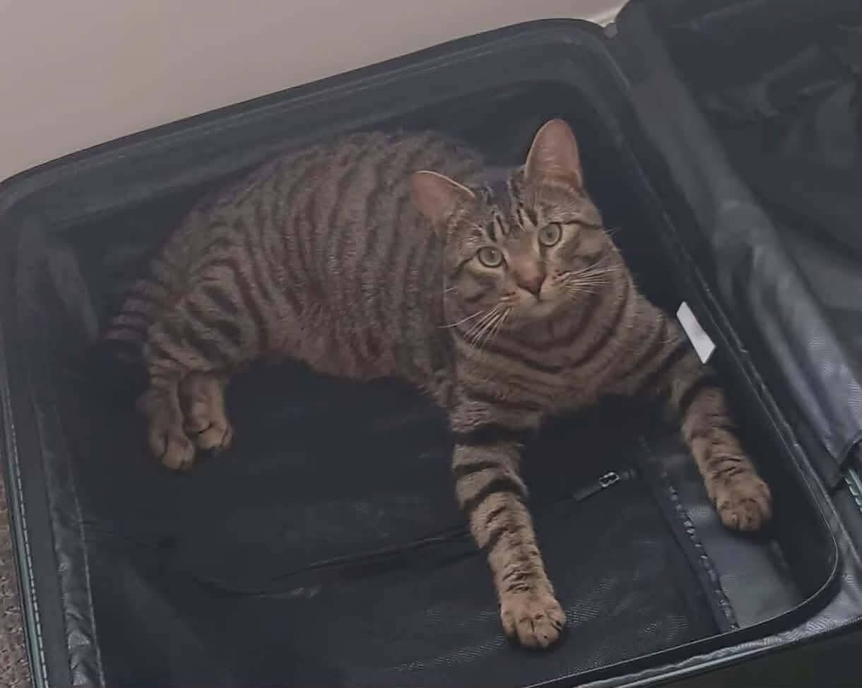 Enlarge BOWIE, an adopted Tabby in Shakespeare, ON image 3/6