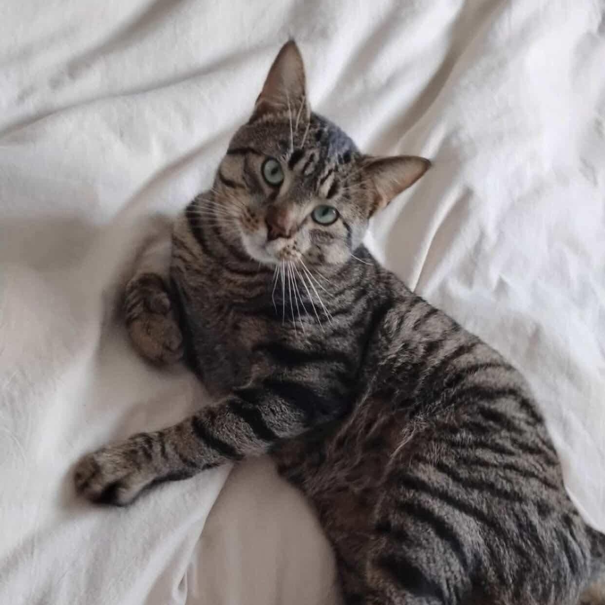 Enlarge BOWIE, an adopted Tabby in Shakespeare, ON image 1/6