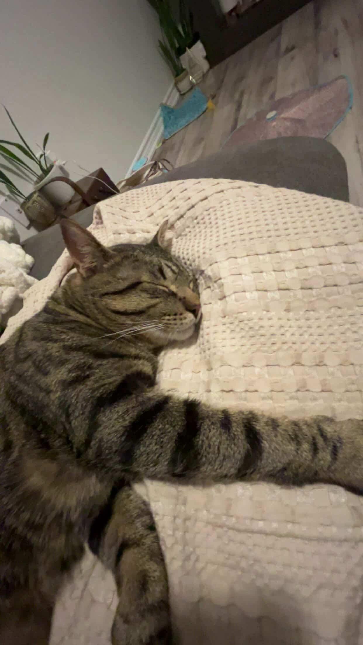 Enlarge BOWIE, an adopted Tabby in Shakespeare, ON image 5/6