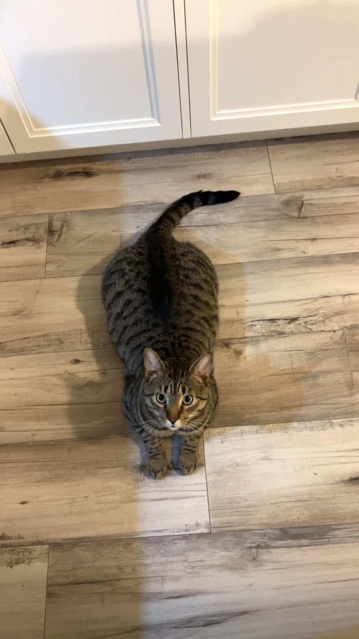 Enlarge BOWIE, an adopted Tabby in Shakespeare, ON image 4/6