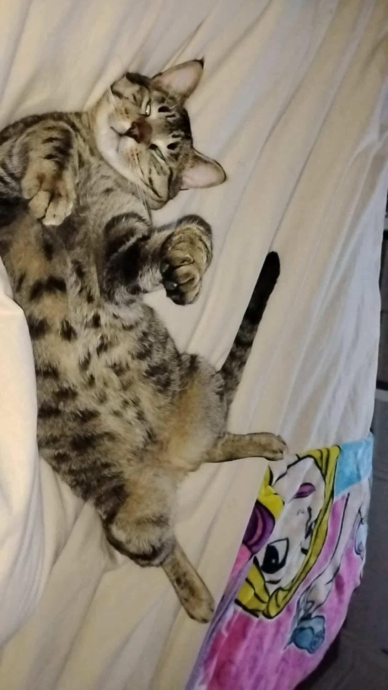 Enlarge BOWIE, an adopted Tabby in Shakespeare, ON image 2/6