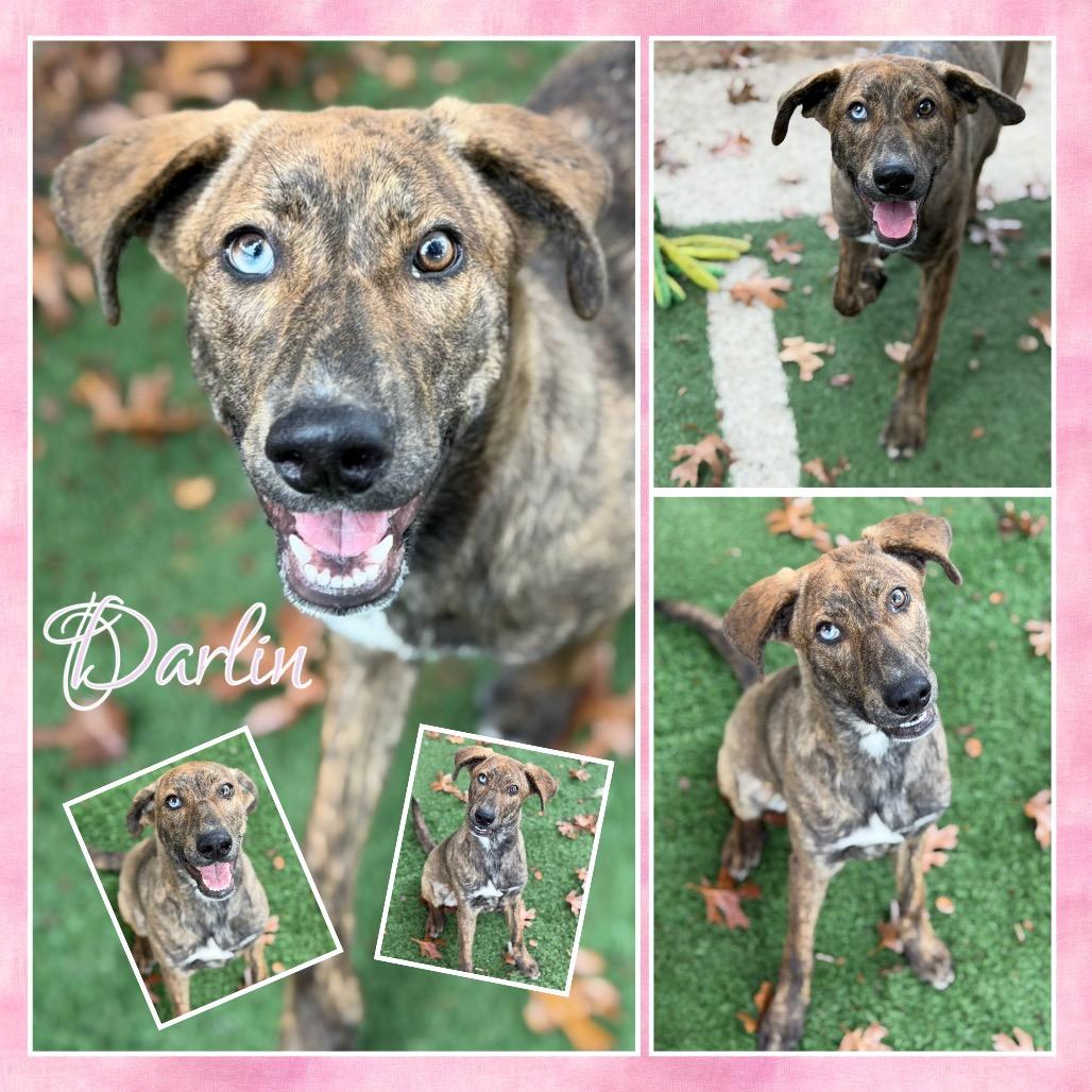 Darlin', Adoptable, Young Female Mountain Cur.