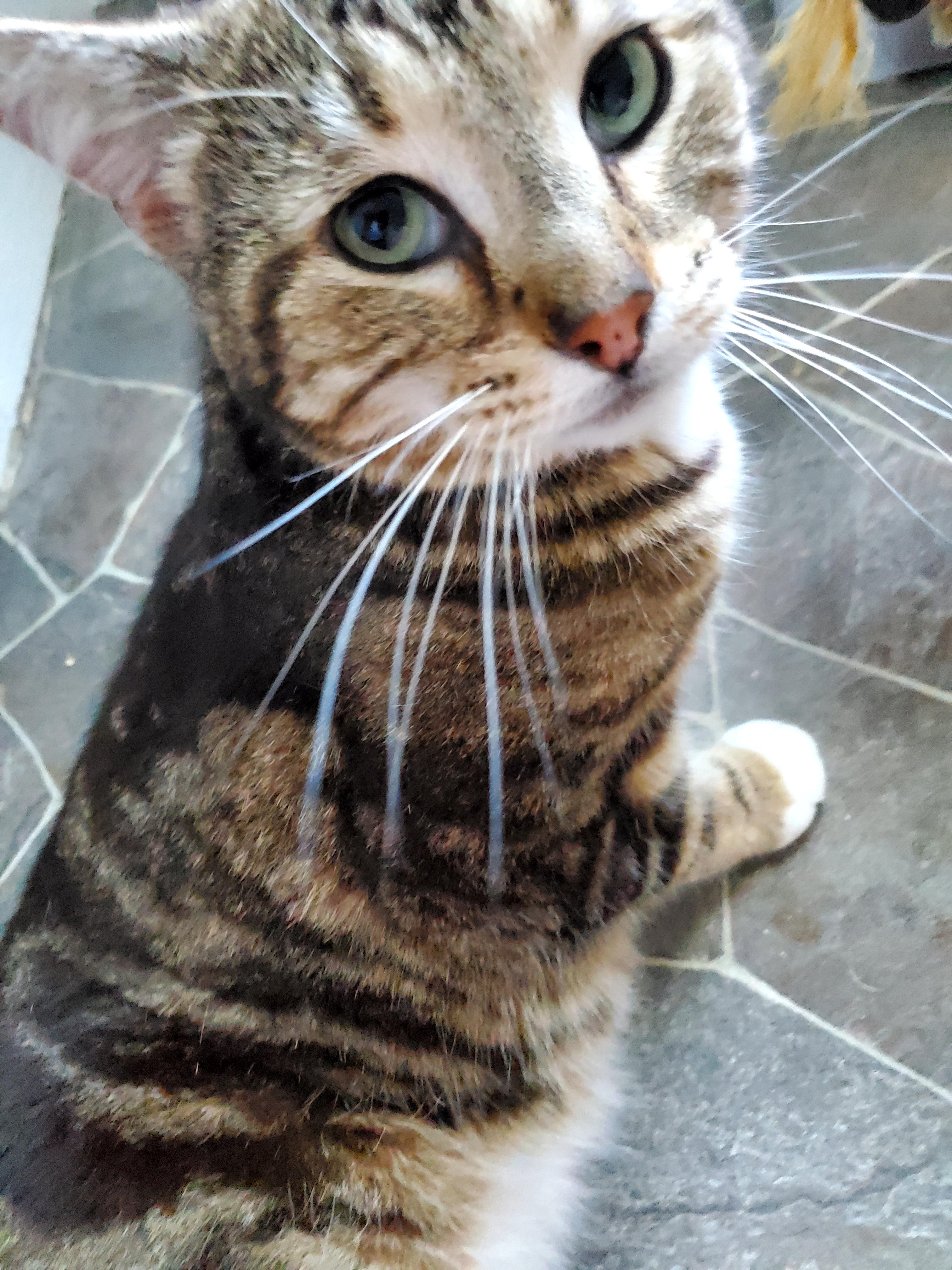 Toffee, a Adopted Bengal in Gladwin, MI image 5/5