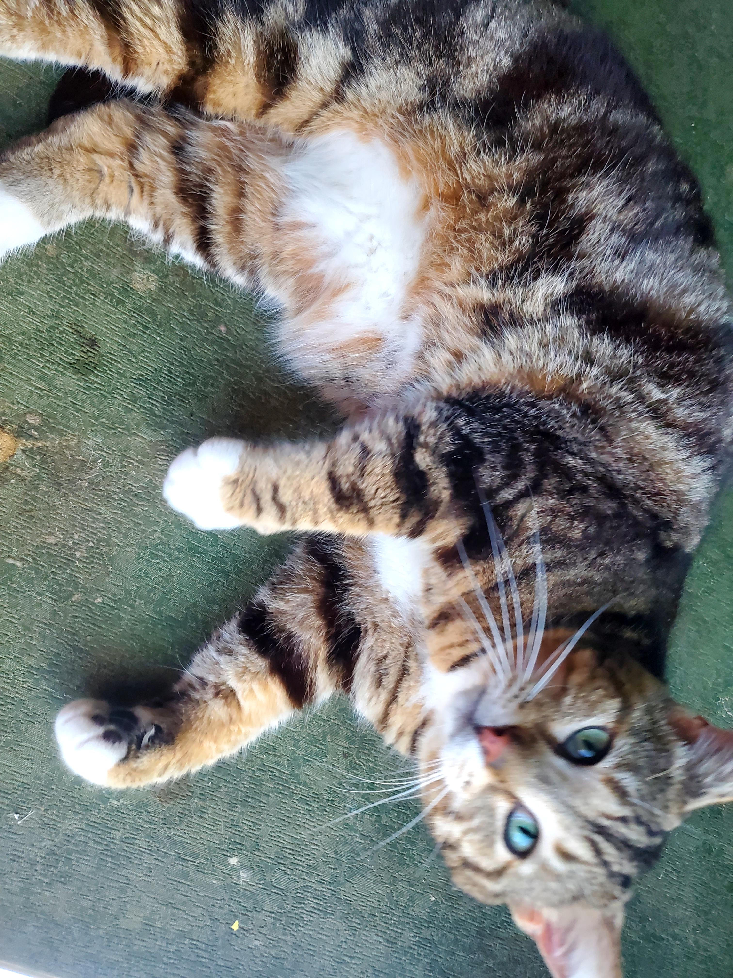 Toffee, a Adopted Bengal in Gladwin, MI image 2/5