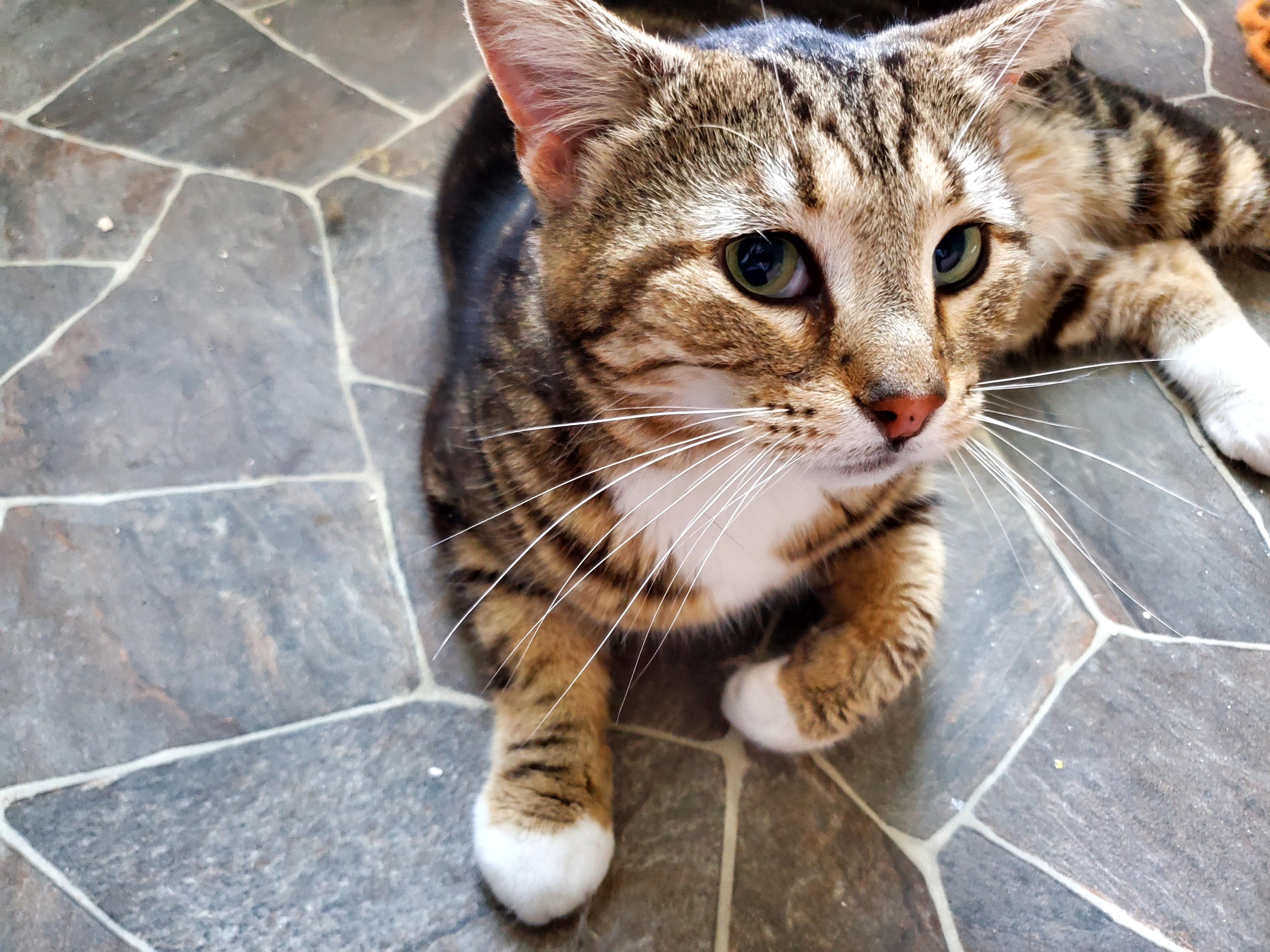 Toffee, a Adopted Bengal in Gladwin, MI image 4/5